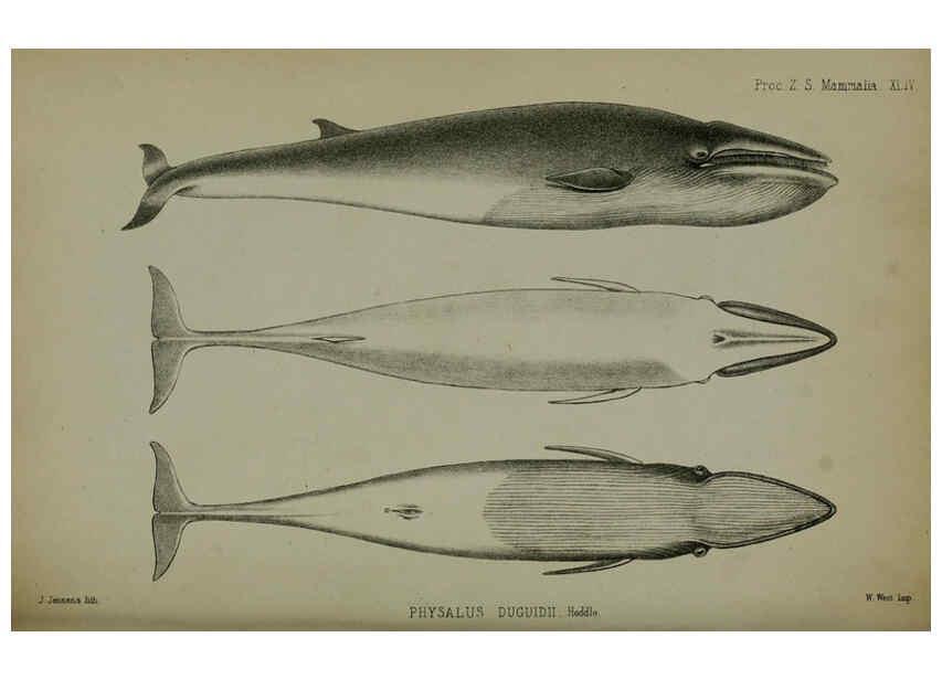 Reproducción/Reproduction 6140329024: Proceedings of the Zoological Society of London. 1856 London :Academic Press, [etc.],1833-1965