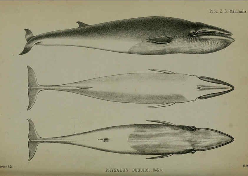 Reproducción/Reproduction 6140329024: Proceedings of the Zoological Society of London. 1856 London :Academic Press, [etc.],1833-1965