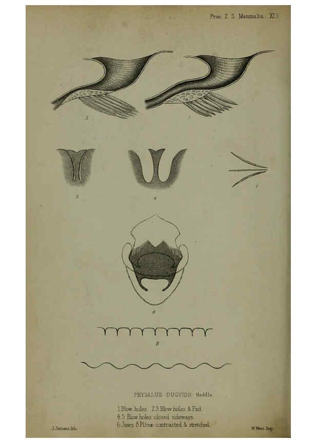 Reproducción/Reproduction 6139778077: Proceedings of the Zoological Society of London. 1856 London :Academic Press, [etc.],1833-1965