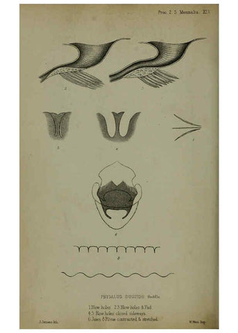 Reproducción/Reproduction 6139778077: Proceedings of the Zoological Society of London. 1856 London :Academic Press, [etc.],1833-1965