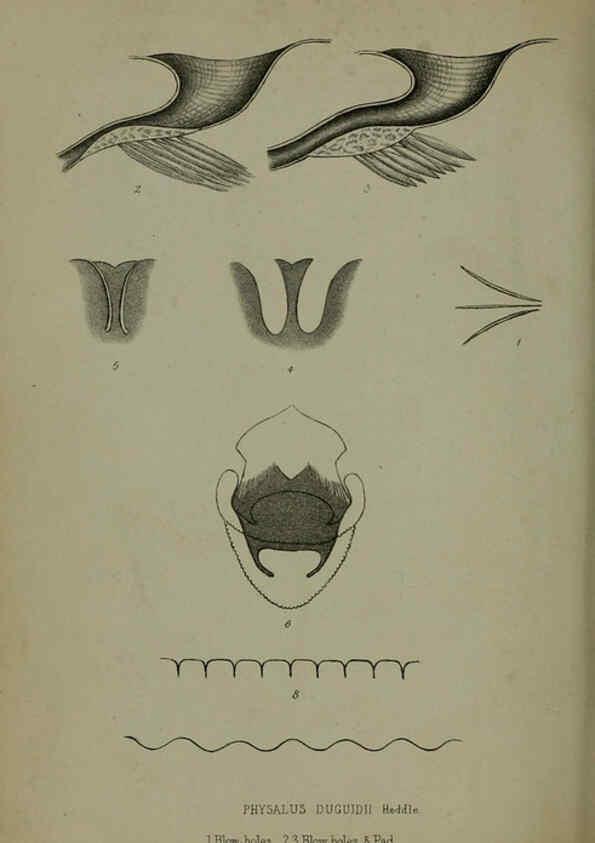 Reproducción/Reproduction 6139778077: Proceedings of the Zoological Society of London. 1856 London :Academic Press, [etc.],1833-1965