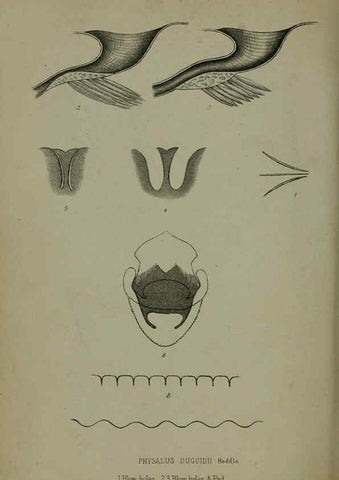 Reproducción/Reproduction 6139778077: Proceedings of the Zoological Society of London. 1856 London :Academic Press, [etc.],1833-1965
