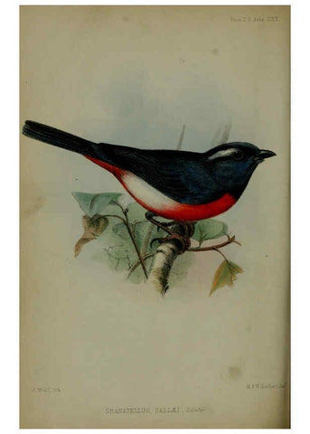 Reproducción/Reproduction 6139778311: Proceedings of the Zoological Society of London. 1856 London :Academic Press, [etc.],1833-1965