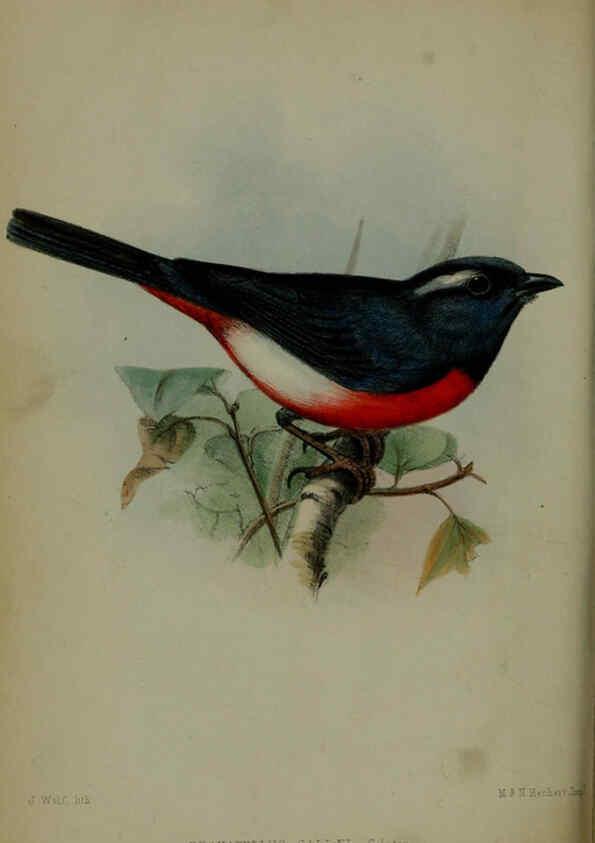Reproducción/Reproduction 6139778311: Proceedings of the Zoological Society of London. 1856 London :Academic Press, [etc.],1833-1965