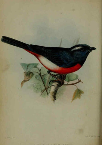 Reproducción/Reproduction 6139778311: Proceedings of the Zoological Society of London. 1856 London :Academic Press, [etc.],1833-1965
