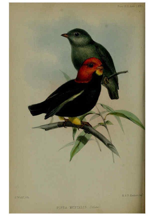 Reproducción/Reproduction 6139778523: Proceedings of the Zoological Society of London. 1856 London :Academic Press, [etc.],1833-1965