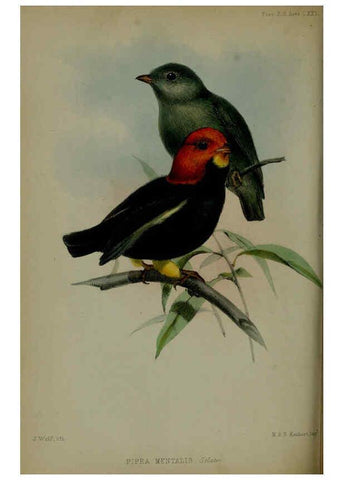 Reproducción/Reproduction 6139778523: Proceedings of the Zoological Society of London. 1856 London :Academic Press, [etc.],1833-1965