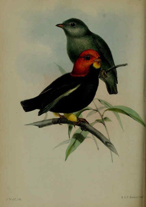 Reproducción/Reproduction 6139778523: Proceedings of the Zoological Society of London. 1856 London :Academic Press, [etc.],1833-1965