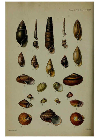 Reproducción/Reproduction 6140329828: Proceedings of the Zoological Society of London. 1856 London :Academic Press, [etc.],1833-1965
