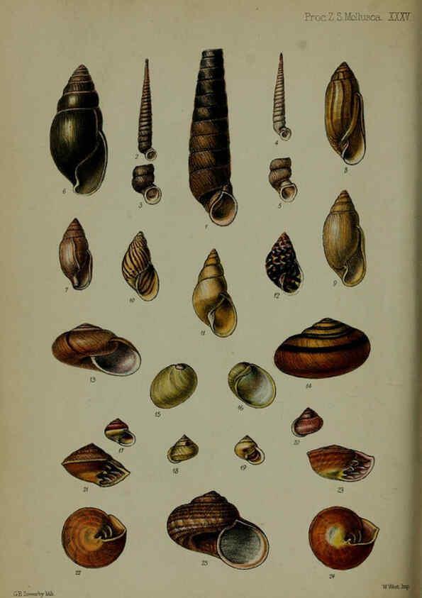Reproducción/Reproduction 6140329828: Proceedings of the Zoological Society of London. 1856 London :Academic Press, [etc.],1833-1965