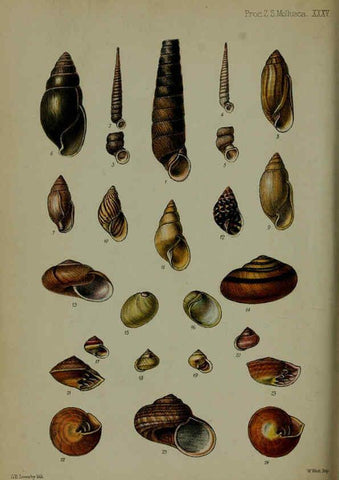 Reproducción/Reproduction 6140329828: Proceedings of the Zoological Society of London. 1856 London :Academic Press, [etc.],1833-1965