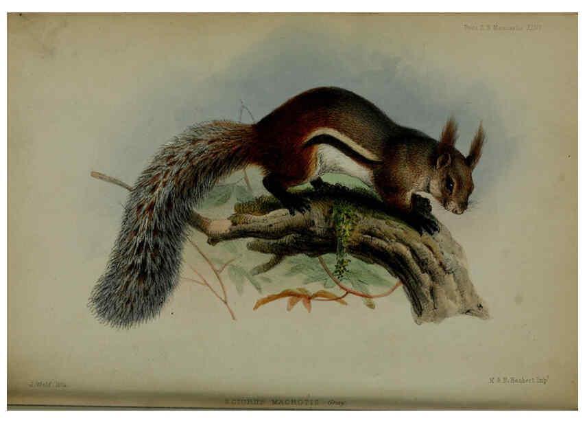 Reproducción/Reproduction 6139779033: Proceedings of the Zoological Society of London. 1856 London :Academic Press, [etc.],1833-1965