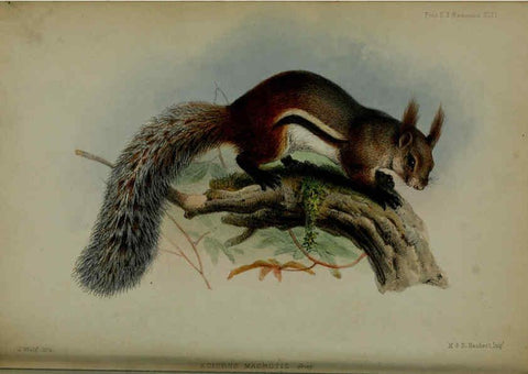 Reproducción/Reproduction 6139779033: Proceedings of the Zoological Society of London. 1856 London :Academic Press, [etc.],1833-1965
