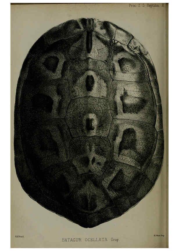 Reproducción/Reproduction 6140328244: Proceedings of the Zoological Society of London. 1856 London :Academic Press, [etc.],1833-1965