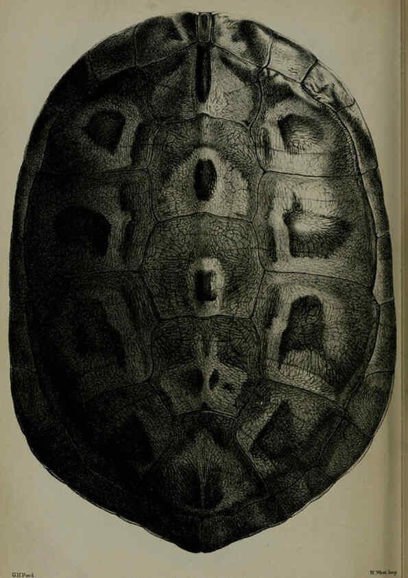 Reproducción/Reproduction 6140328244: Proceedings of the Zoological Society of London. 1856 London :Academic Press, [etc.],1833-1965