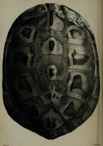 Reproducción/Reproduction 6140328244: Proceedings of the Zoological Society of London. 1856 London :Academic Press, [etc.],1833-1965