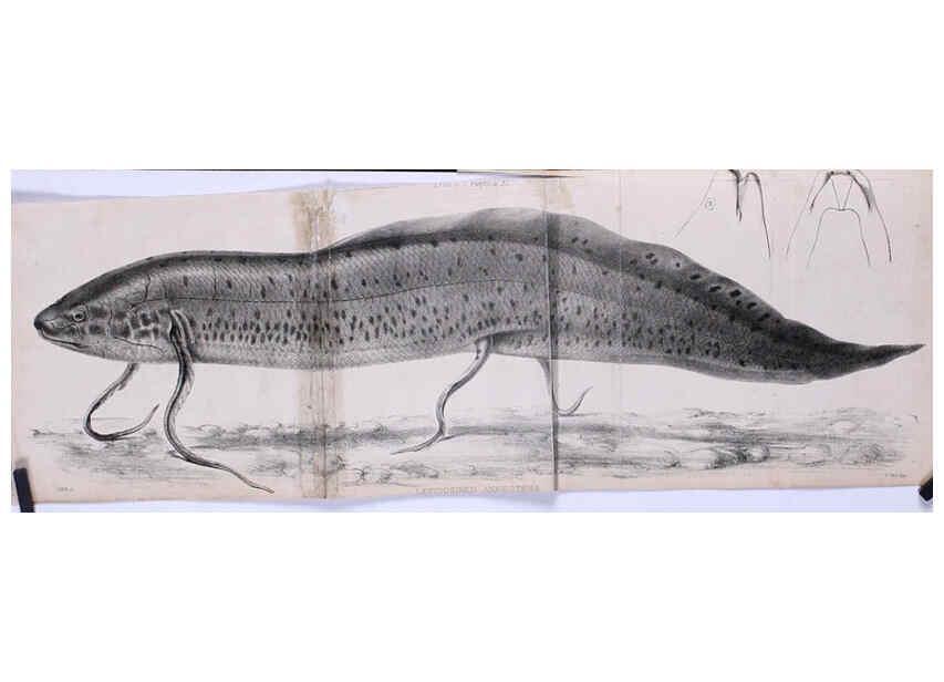 Reproducción/Reproduction 6139779309: Proceedings of the Zoological Society of London. 1856 London :Academic Press, [etc.],1833-1965