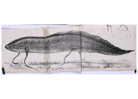 Reproducción/Reproduction 6139779309: Proceedings of the Zoological Society of London. 1856 London :Academic Press, [etc.],1833-1965
