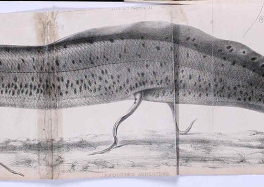 Reproducción/Reproduction 6139779309: Proceedings of the Zoological Society of London. 1856 London :Academic Press, [etc.],1833-1965