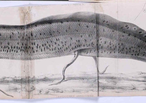 Reproducción/Reproduction 6139779309: Proceedings of the Zoological Society of London. 1856 London :Academic Press, [etc.],1833-1965