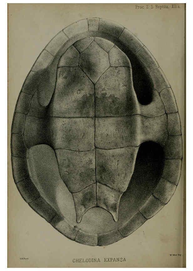 Reproducción/Reproduction 6139779817: Proceedings of the Zoological Society of London. 1856 London :Academic Press, [etc.],1833-1965