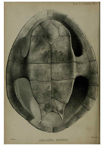 Reproducción/Reproduction 6139779817: Proceedings of the Zoological Society of London. 1856 London :Academic Press, [etc.],1833-1965