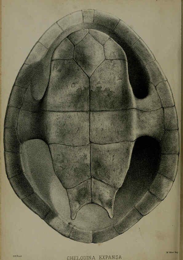 Reproducción/Reproduction 6139779817: Proceedings of the Zoological Society of London. 1856 London :Academic Press, [etc.],1833-1965