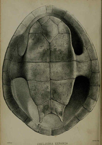 Reproducción/Reproduction 6139779817: Proceedings of the Zoological Society of London. 1856 London :Academic Press, [etc.],1833-1965