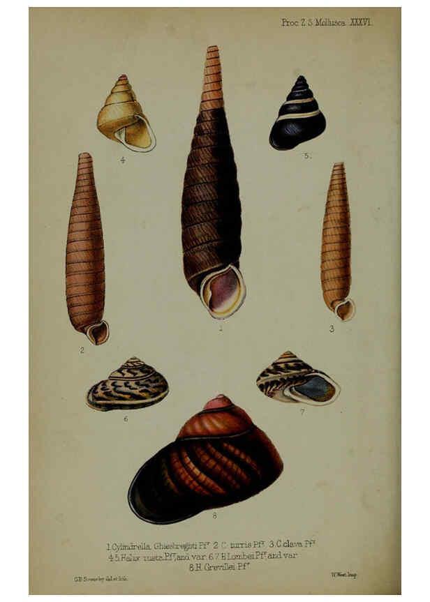 Reproducción/Reproduction 6139780097: Proceedings of the Zoological Society of London. 1856 London :Academic Press, [etc.],1833-1965