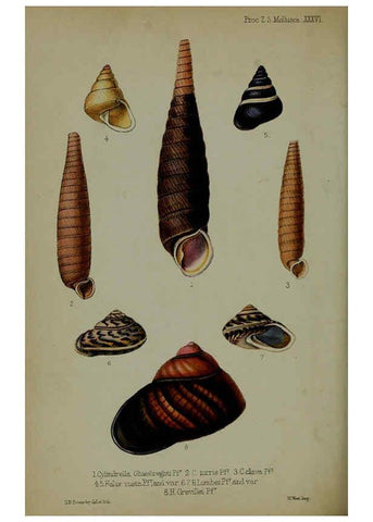 Reproducción/Reproduction 6139780097: Proceedings of the Zoological Society of London. 1856 London :Academic Press, [etc.],1833-1965