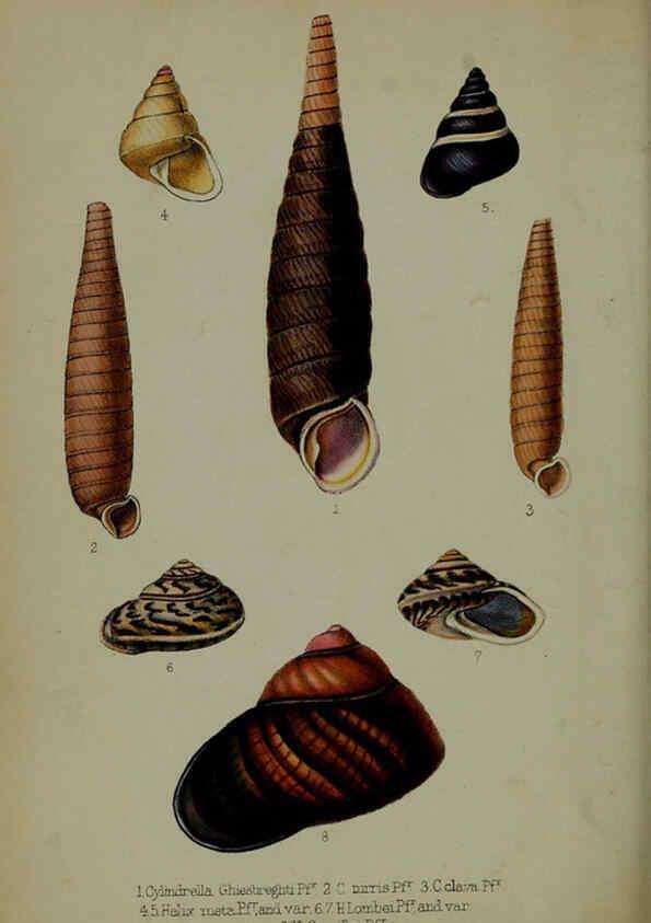 Reproducción/Reproduction 6139780097: Proceedings of the Zoological Society of London. 1856 London :Academic Press, [etc.],1833-1965