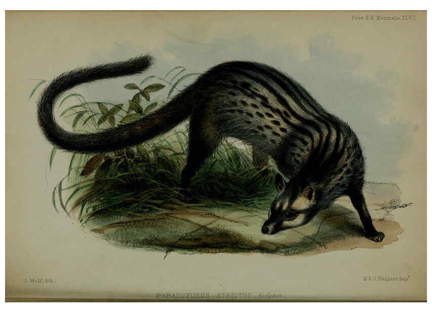 Reproducción/Reproduction 6139780303: Proceedings of the Zoological Society of London. 1856 London :Academic Press, [etc.],1833-1965