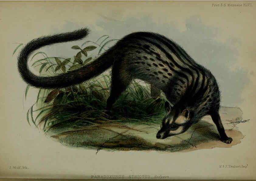 Reproducción/Reproduction 6139780303: Proceedings of the Zoological Society of London. 1856 London :Academic Press, [etc.],1833-1965