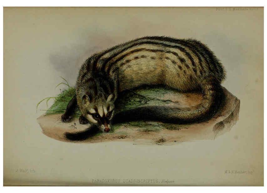 Reproducción/Reproduction 6140331562: Proceedings of the Zoological Society of London. 1856 London :Academic Press, [etc.],1833-1965