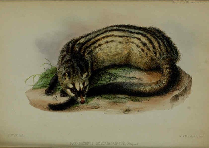 Reproducción/Reproduction 6140331562: Proceedings of the Zoological Society of London. 1856 London :Academic Press, [etc.],1833-1965
