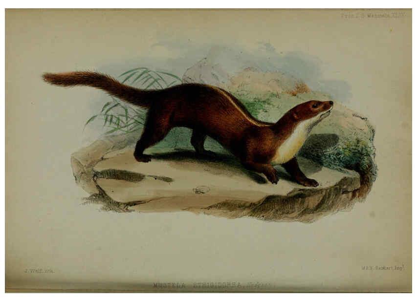 Reproducción/Reproduction 6140331770: Proceedings of the Zoological Society of London. 1856 London :Academic Press, [etc.],1833-1965