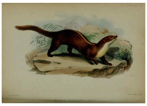 Reproducción/Reproduction 6140331770: Proceedings of the Zoological Society of London. 1856 London :Academic Press, [etc.],1833-1965