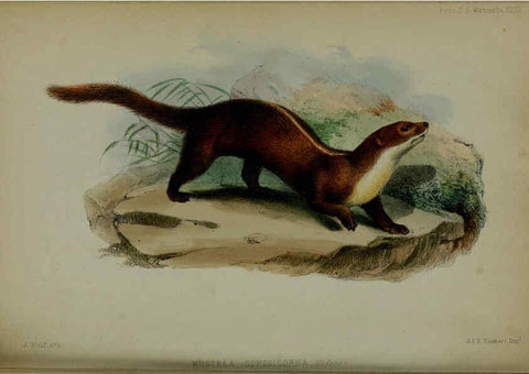 Reproducción/Reproduction 6140331770: Proceedings of the Zoological Society of London. 1856 London :Academic Press, [etc.],1833-1965