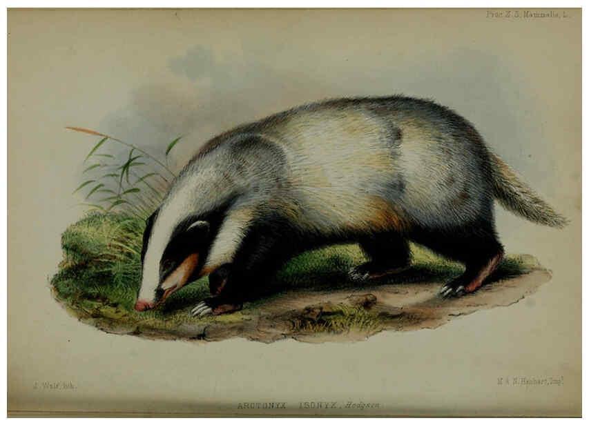 Reproducción/Reproduction 6139781081: Proceedings of the Zoological Society of London. 1856 London :Academic Press, [etc.],1833-1965