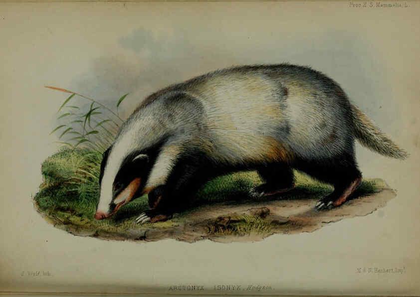 Reproducción/Reproduction 6139781081: Proceedings of the Zoological Society of London. 1856 London :Academic Press, [etc.],1833-1965