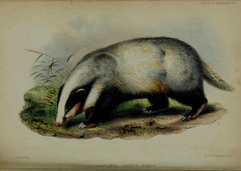 Reproducción/Reproduction 6139781081: Proceedings of the Zoological Society of London. 1856 London :Academic Press, [etc.],1833-1965