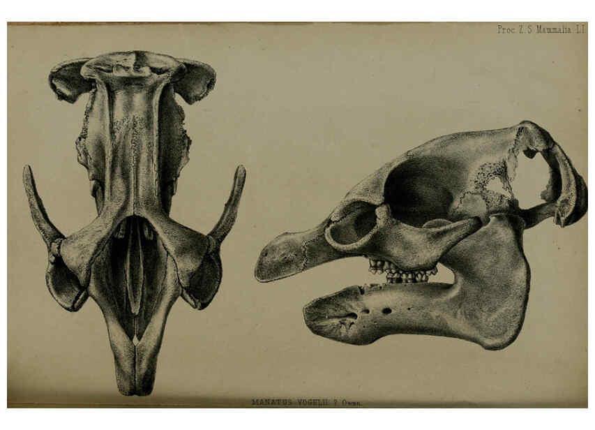 Reproducción/Reproduction 6140332252: Proceedings of the Zoological Society of London. 1856 London :Academic Press, [etc.],1833-1965
