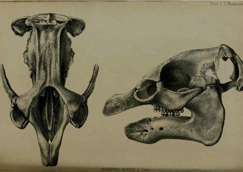 Reproducción/Reproduction 6140332252: Proceedings of the Zoological Society of London. 1856 London :Academic Press, [etc.],1833-1965
