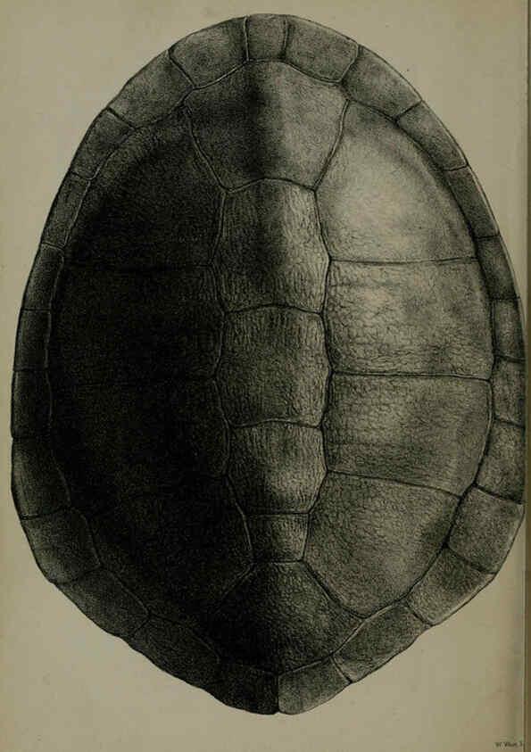 Reproducción/Reproduction 6139779523: Proceedings of the Zoological Society of London. 1856 London :Academic Press, [etc.],1833-1965