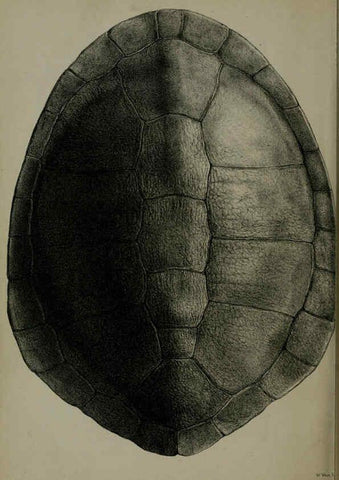 Reproducción/Reproduction 6139779523: Proceedings of the Zoological Society of London. 1856 London :Academic Press, [etc.],1833-1965