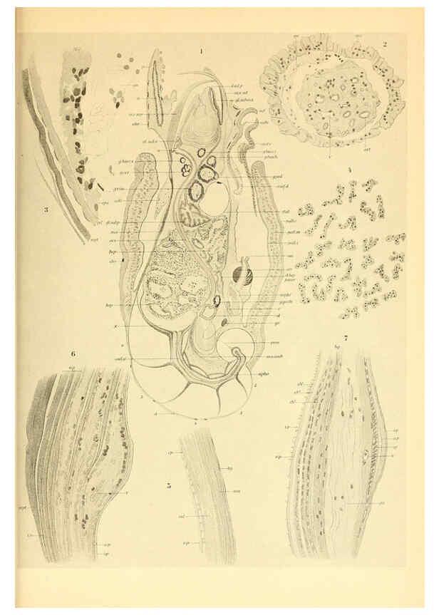 Reproducción/Reproduction 6139735335: The Cephalopod. atlas Jerusalem :Israel Program for Scientific Translations ; Springfield, Va. : available from the U. S. National Technical Information Service,1975