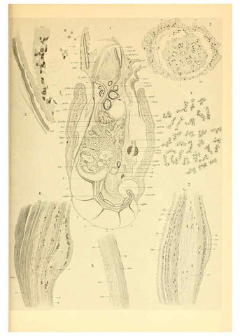 Reproducción/Reproduction 6139735335: The Cephalopod. atlas Jerusalem :Israel Program for Scientific Translations ; Springfield, Va. : available from the U. S. National Technical Information Service,1975