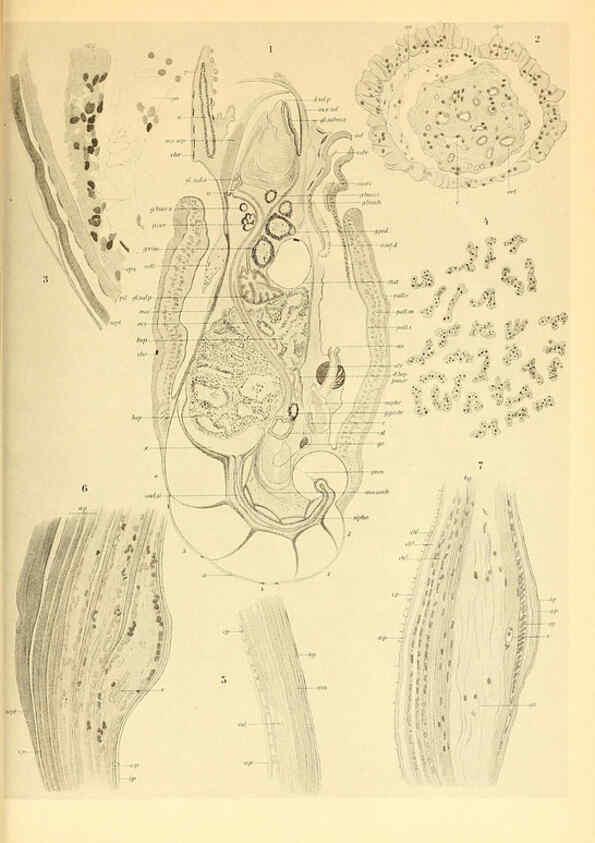 Reproducción/Reproduction 6139735335: The Cephalopod. atlas Jerusalem :Israel Program for Scientific Translations ; Springfield, Va. : available from the U. S. National Technical Information Service,1975