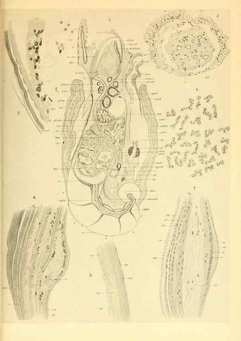 Reproducción/Reproduction 6139735335: The Cephalopod. atlas Jerusalem :Israel Program for Scientific Translations ; Springfield, Va. : available from the U. S. National Technical Information Service,1975