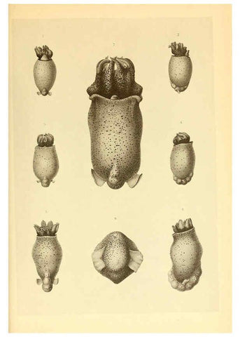 Reproducción/Reproduction 6139734845: The Cephalopod. atlas Jerusalem :Israel Program for Scientific Translations ; Springfield, Va. : available from the U. S. National Technical Information Service,1975